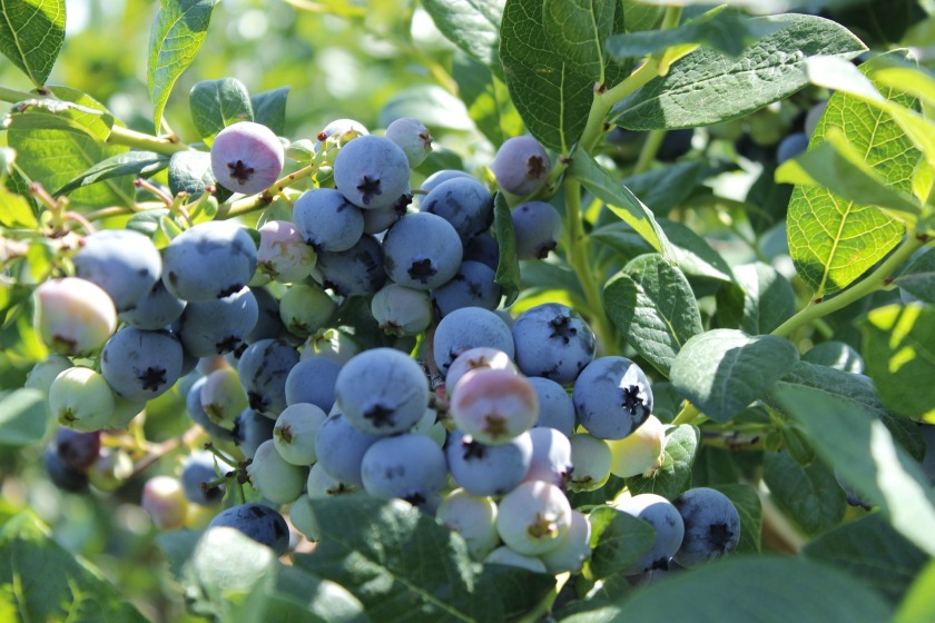 blueberry-bush